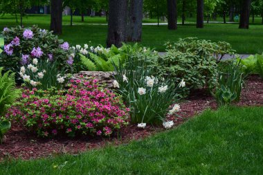 Çiçekleri ve bitkileri olan iyi bakılmış bir bahçe. Büyük yeşil çalılar arka planda hakimdir, bazıları açık mor çiçeklere sahiptir. Ön planda, muhtemelen nergis ya da zambaklar olmak üzere öne çıkan beyaz çiçekler yer alıyor. Birkaç eğrelti otu var.