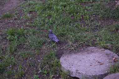 A pigeon is standing on a green grass. The bird has a mix of grey, white, black, and iridescent green feathers. clipart