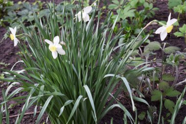 Bahçe yatağında büyüyen beyaz yapraklı ve sarı merkezli nergisler. Çevresindeki toprak koyu ve kısmen yeşil yapraklarla kaplıdır. Bahçe Yatağında Beyaz ve Sarı nergisler