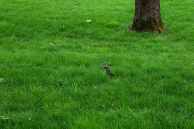 Yalnız bir kuş (robin ardıç kuşu) büyük bir yeşil çimen tarlasında oturur. Fotoğraf kuşun koyu tüyleri ile çimenlerin parlak rengi arasındaki kontrastı iletebilecek bir açıyla çekilmiş..