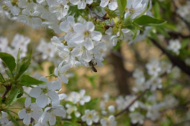 Beyaz çiçek kümesindeki bir arı görüntüsü. Çiçeklerin narin beyaz taç yaprakları ve sarı pudingleri vardır. Arka plan benzer beyaz çiçeklerin bulanıklığı, bir bahçe ya da çiçek açan bir ağacı işaret ediyor.