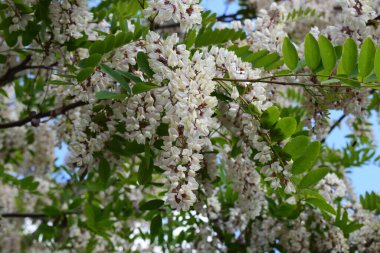 Beyaz akasyanın narin ve hoş kokulu bir dalı tamamen çiçek açmış. Dal, her biri havayı dolduran narin bir kokuya sahip küçük beyaz çiçek kümeleriyle süslenir..
