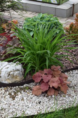 A well-maintained garden area featuring a variety of plants. The garden includes green and white variegated hostas, plants with reddish foliage, and small green shrubs arranged in sections bordered by different types of mulch and gravel. The arrangem clipart