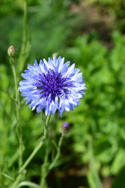 Yeşil bir çimenlik zemin üzerine kurulmuş mavi çiçekli canlı rengini ve yemyeşil yapraklarını renklendiriyor. Yeşil Çimlere Karşı Canlı Mavi Çiçek
