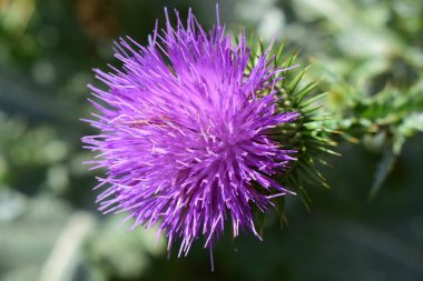 Canlı mor yaprakları ve yeşil dikenli yaprakları olan bir devedikeni çiçeğinin yakın çekimi. Arka plan bulanık, çiçeğin karmaşık yapısını ve canlı rengini vurguluyor. Odakta Canlı Mor Dikenli