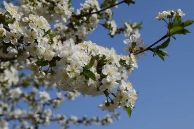 Açık mavi gökyüzüne karşı beyaz çiçeklerin açtığı bir ağaç dalının yakın çekimi. Çiçekler tam çiçek açmış, bu da bahar ayarı anlamına geliyor. Çiçeklerin etrafındaki yeşil yapraklar ve tomurcuklar taze hisler katıyor.