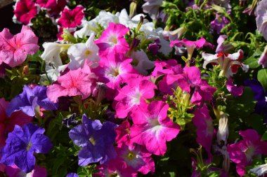 Değişik çiçek renkleriyle dolu canlı bir çiçek yatağı. Çiçekler öncelikle beyaz, mor, pembe ve kırmızının tonlarıdır. Petunyalar yemyeşil yapraklarla çevrili, yemyeşil ve sağlıklı.