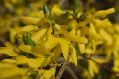 Güneşli bir günde Forsythia çiçekleri. Doğa yumuşak seçici odak bahar aylarında sarı florets ile arka plan bulanık. Çiçek açan forsythia
