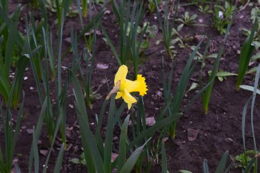 Sarı çiçekli bir bahçe, yeşil yapraklarla çevrili bir nergis. Toprak karanlıktır ve etrafında ortaya çıkan başka bitkiler ve tomurcuklar vardır. Yeşil Çevrede Sarı Nergis