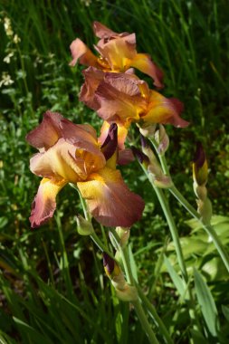 Geniş, renkli yapraklarla çiçeklerin açtığı yakın plan bir manzara. Çiçeklerde sarı ve kırmızımsı renklerin karışımı ve karmaşık taç yaprağı detayları var. Renkli Çiçeklerin Yakın Çekimi