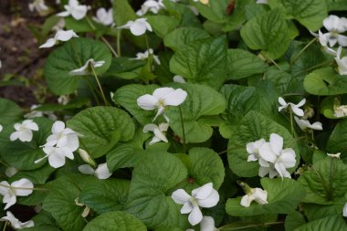 Geniş, yeşil yapraklı beyaz bir çiçek kümesi, doğal bir ortamda geçiyor. Çiçeklerin her birinde beş taç yaprağı var ve bir toprak örtüsü bitkisinin parçası gibi görünüyor. Ortam yemyeşil ve yemyeşil, sağlıklı büyümeye işaret ediyor.