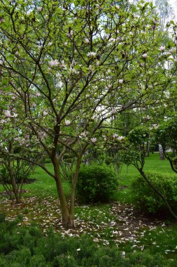 A tree in bloom with bright green leaves and white flowers with pinkish hues. The flowers are scattered on the branches, standing out against the background of a blue sky with some clouds. clipart