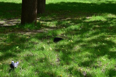 Birkaç güvercinin yanında yeşil çimlerde yürüyen bir karga. Görüntü kuşları doğal bir ortamda yakalıyor. Kargaburdun parlak siyah tüyleriyle güvercinlerin çeşitli renkleri arasındaki zıtlığı vurguluyor.