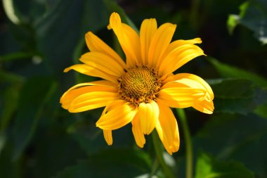 Parlak sarı bir Heliopsis çiçeğinin yakın çekimi, kahverengi merkezli, yemyeşil yapraklarla çevrili. Çiçek, yemyeşil arkaplana karşı canlı renklerini sergiliyor.