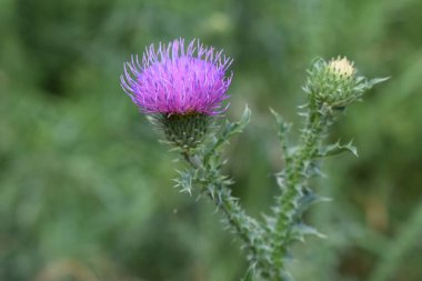 Mor yapraklı ve hâlâ kapalı tomurcuklu bir devedikeni çiçeği. Bitkinin dikenli yaprakları var. Arka plan bulanık, ön plandaki devedikeni vurguluyor. Keskin Odaklı Mor Dikenli