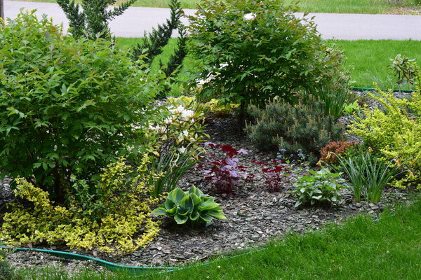 A garden with a variety of plants and shrubs. There is a mix of green and yellow leaves, along with some white and red flowers. The ground is covered with bark or mulch, and a small pine bush is visible. A path and green lawn surround the area