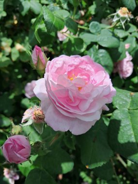 ? İyi tanımlanmış, narin taç yaprakları olan pembe bir gülün yakın çekimi. Çiçek yeşil yapraklarla çevrilidir ve odak noktası daha çok güldür, bu yüzden arka plan biraz bulanıktır. Doğal ışık, gül ve leanın detaylarını vurgular.