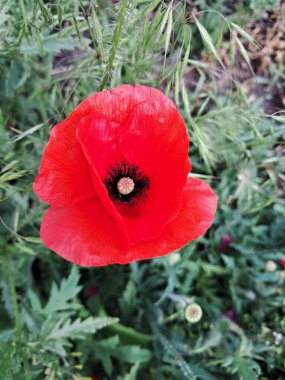 A red poppy flower in the foreground. Its center is dark and surrounded by numerous stamens. The flower is set among green leaves and stems, creating a vibrant contrast with the red of the petals. The setting is natural, with green, textured vegetati clipart