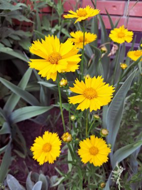 Dalgalı taç yaprakları ve parlak sarı merkezleri olan canlı sarı koreopsis çiçekleri kümesi. Yeşilliğin ortasında büyüyorlar. Arka planda geniş ve sivri yapraklar var.