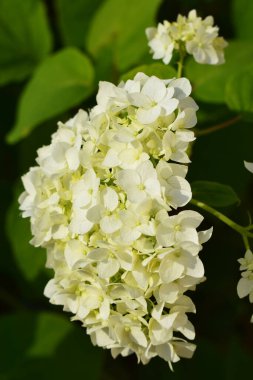 Bir buket ortanca çiçeği, beyaz, çoğunlukla bozulmamış, bazılarının hafif kahverengi kenarları var. Arkaplan bulanık, daha çok çiçeklerin rengini vurgulayan yeşil bitki örtüsünden oluşuyor..