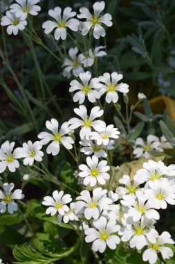 Her biri beş yapraklı küçük beyaz çiçek kümesi (cerastium biebersteinii). Çiçeklerin sarı bir merkezi vardır ve yeşil yapraklarla çevrilidir. Birbirlerine yakın büyüyorlar gibi görünüyor, tipik toprak örtüsü bitkileri ya da süs bahçeleri gibi.