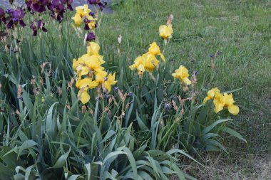 Çiçeklerin açtığı bir bahçe sahnesi. Ön planda parlak sarı irisler ve arka planda koyu mor irisler vardır. Çiçekler yeşil yapraklar ve çimlerle çevrili..