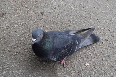 A pigeon is standing on a textured gray pavement. The bird has a mix of grey, white, black, and iridescent green feathers. Pink feet are visible, and there are small pieces of debris scattered around on the ground. clipart