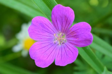 Görüntüde beş taç yaprağı ve görünür damarları olan canlı bir mor çiçek yer alıyor. Geranium sanquineum. Çiçeğin erkek organı ve erkek organı yeşil yapraklarla çevrili olarak ortada görünür. Bu da doğal bir bahçe düzenini gösterir..