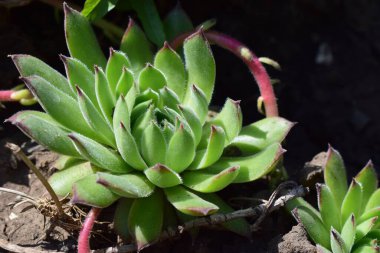 Rosette şeklinde yaprakları olan sulu bir bitkinin yakın çekimi, kırmızı uçlu yeşilin tonlarını gösteriyor. Sempervivum Sektorum. Bitki toprak ve diğer daha küçük sulu sularla çevrilidir. Işıklandırma güneşli bir ortam izlenimi veriyor, titreşimi vurguluyor.