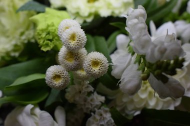 Çeşitli beyaz ve açık yeşil çiçeklerden oluşan, hassas yapraklarını ve karmaşık dokularını vurgulayan yakın plan bir fotoğraf. Kompozisyon tamamen açmış çiçek ve tomurcukları içeriyor.