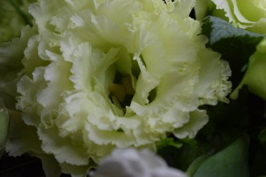 A close-up arrangement of various white and light green flowers, showcasing their fresh, delicate petals and intricate textures. The composition includes fully bloomed flowers alongside buds clipart