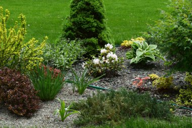 Çeşit çeşit bitkileri olan iyi bakılmış bir bahçe. Yeşil çalılar, beyaz çiçeklerle çiçek açan bitkiler ve farklı yeşil ve sarı tonlarda yapraklar vardır. Zemin samanla kaplı ve arka planda yemyeşil bir çimen var.