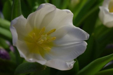 Beyaz lale. Zarif şekli ve narin rengi huzur ve ahenk ortamı yaratır. Bu görüntü doğanın güzelliğini yansıtıyor ve hayat ve sevgiye ilham veriyor. Bir lalenin özü