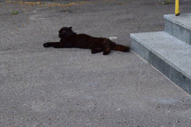 Beton bir yüzeyde gri taş basamakların yanında yatan siyah bir kedi. Kedi rahatlamış görünüyor ve yere uzanıyor gibi görünüyor. Gevşemiş Siyah Kedi Beton Yüzey 'de Esniyor