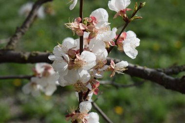Baharın narin güzelliği. Ağaç dalında beyaz kiraz çiçeklerinin yakın plan görüntüsü. Çiçekler yıldız şeklindedir, sarı pudingler ve yemyeşil yapraklarla çarpıcı bir kontrast oluştururlar.