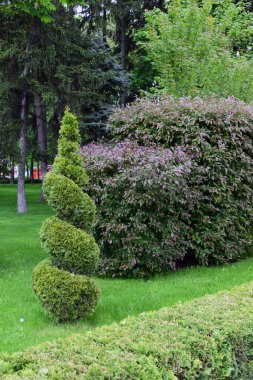 A well-maintained garden with lush green grass and various types of shrubs and trees. A prominent feature is a spiral-shaped topiary, which stands out with its intricate design. Surrounding the topiary are larger bushy plants, and tall trees are visi clipart