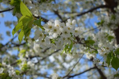 Bir ağaç dalında beyaz kiraz çiçeklerinin yakın plan görüntüsü, sarı pullu yıldız şeklinde çiçekler ve yemyeşil yapraklar içeriyor. Arka plan hafifçe bulanık, çiçeklerle dolu.