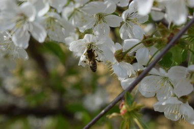 Beyaz çiçek kümesindeki bir arı görüntüsü. Çiçeklerin narin beyaz taç yaprakları ve sarı pudingleri vardır. Arka plan benzer beyaz çiçeklerin bulanıklığı, bir bahçe ya da çiçek açan bir ağacı işaret ediyor.