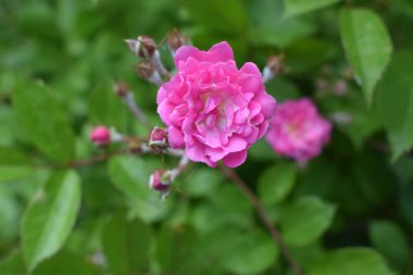 Ön planda, diğer çiçekler ve yeşil yapraklarla çevrili pembe bir çiçek. Çiçeğin pembe taç yaprakları var ve tamamen çiçek açmış gibi görünüyor, bulanık yeşil arka planda duruyor. Yeşil Çemberde Pembe Çiçek