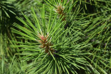 Merkez gövdeden uzanan yeşil, keskin çam iğneleri kümesine odaklanmış bir çam ağacı dalının yakın görüntüsü. Bulanık arkaplan ayrıntıları ve dokuyu vurgular