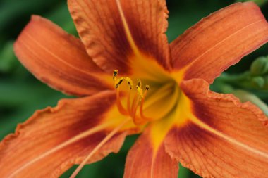 Ortasında sarı aksanlar olan canlı turuncu bir çiçeğin yakın plan görüntüsü. Arkaplan bulanık, yeşil yapraklardan oluşuyor. Sarı Aksanlı Canlı Turuncu 'nun Gündelik Yakın Çekimi