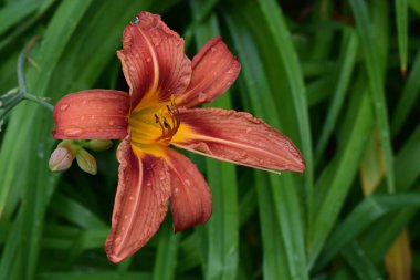 Ortasında sarı aksanlar olan canlı turuncu bir çiçeğin yakın plan görüntüsü. Arkaplan bulanık, yeşil yapraklardan oluşuyor. Sarı Aksanlı Canlı Turuncu 'nun Gündelik Yakın Çekimi