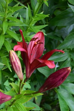 Sarı merkezli pembe zambakların yakın çekim görüntüsü. Çiçekler yeşil yapraklarla çevrili bir bahçede ya da doğal ortamda çiçek açıyor gibi görünüyor. Çiçeklerin yaprakları hafifçe kıvrılmış.