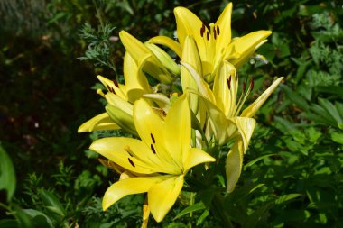 Yeşillik yeşilliklerle çevrili canlı sarı zambak kümesi. Zambakların belirgin, uzun yaprakları ve koyu renkli kekemeliği var. Çarpıcı bir kontrast oluşturuyor..