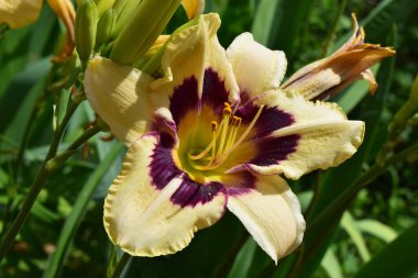 Soluk sarı yapraklı, koyu mor ve sarı merkezli, çiçek açan bir çiçeğin yakın plan görüntüsü. Arkaplan yeşil yapraklardan oluşur, çiçek bir bahçede ya da doğal bir ortamda..