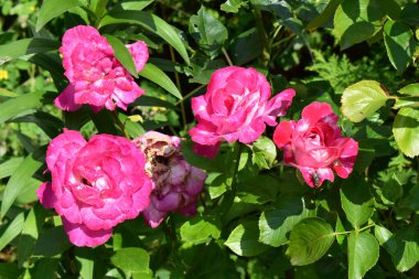 Çiçek açmış bir grup pembe gül. Çiçekler bir bahçedeki yeşil yapraklarla çevrilidir. Bazı güller dolu ve hayat doludur, oysa biri solgun görünüyor. Güllerden birinin üzerine tünemiş bir böcek var. Güneş ışığı manzarayı aydınlatır, canlılığı ortaya çıkarır.