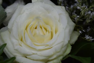 Çiçek açmış beyaz bir gülün narin güzelliği karmaşık taç yapraklarını ve yumuşak, kremsi renklerini gözler önüne seriyor. Gülün yaprakları katmanlı ve ortaya doğru yumuşak bir krema rengi sergiliyor.,