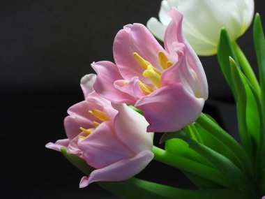 Sarı pullu pembe laleler. Narin pembe taç yaprakları cazibe ve kadınsılık yayarken, parlak sarı pudingler canlı, neşeli ve canlandırıcı bir atmosfer ekliyor. Pembe Laleler Açar