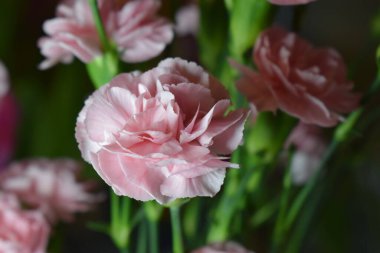 Pembe karanfillerin yakın plan görüntüsü, zarif taç yapraklarını çeşitli pembe ve beyaz tonlarıyla süslüyor. Bulanık arkaplan ön plandaki çiçeklerin keskin odaklanmasını vurgular.