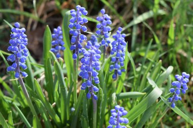 Bir grup koyu mavi çiçek, muscaris ya da kış kuru üzümü, yeşil çiçekler arasında yetişiyor. Çiçeklerin bir boru şekli vardır ve küçük dikenler halinde görülür. Sahne açık havada, biraz güneş ışığı çiçekleri ve doğal arka planı aydınlatıyor.